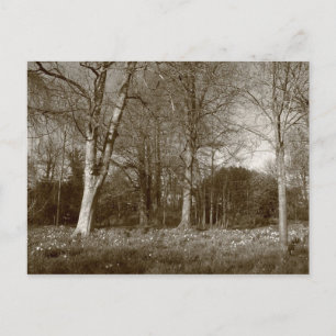 Carte Postale Début de printemps à Bute Park, Cardiff