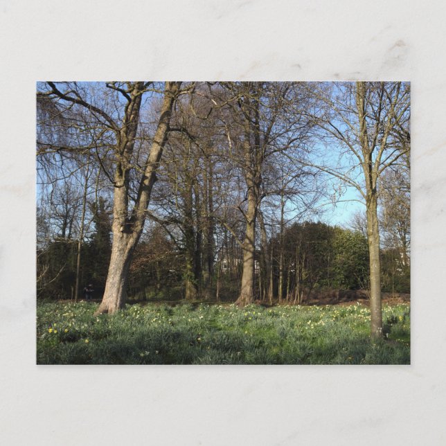 Carte Postale Début du printemps à, Bute Park, Cardiff (Devant)