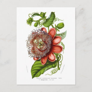 Carte Postale Decaisneana de quadrangularis de passiflore