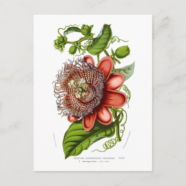 Carte Postale Decaisneana de quadrangularis de passiflore (Devant)