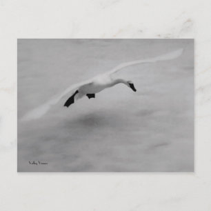 Carte Postale Décollage