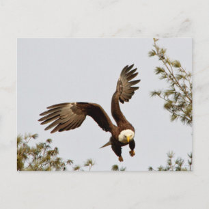 Carte Postale Décollage de Bald Eagle