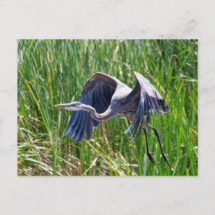 Carte Postale Décollage de Blue Heron