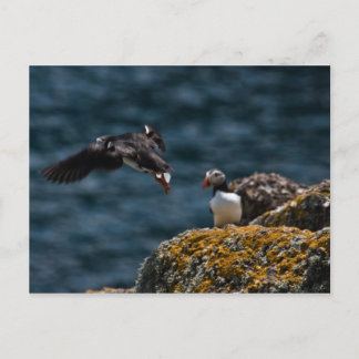 Carte Postale Décollage de Puffin