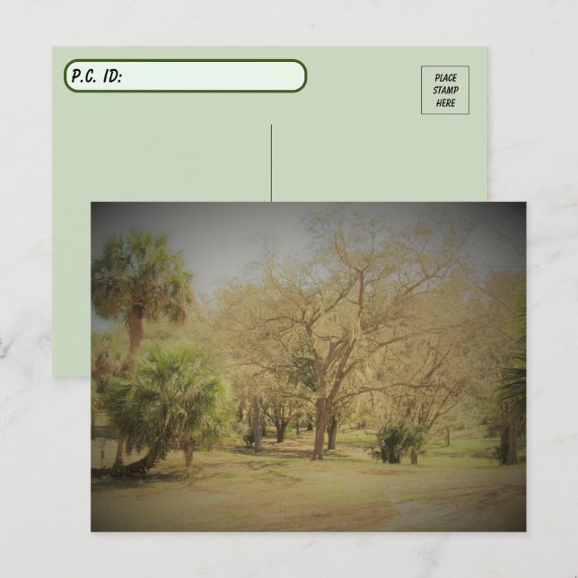 Carte Postale Décor de la forêt de Floride (Devant / Derrière)