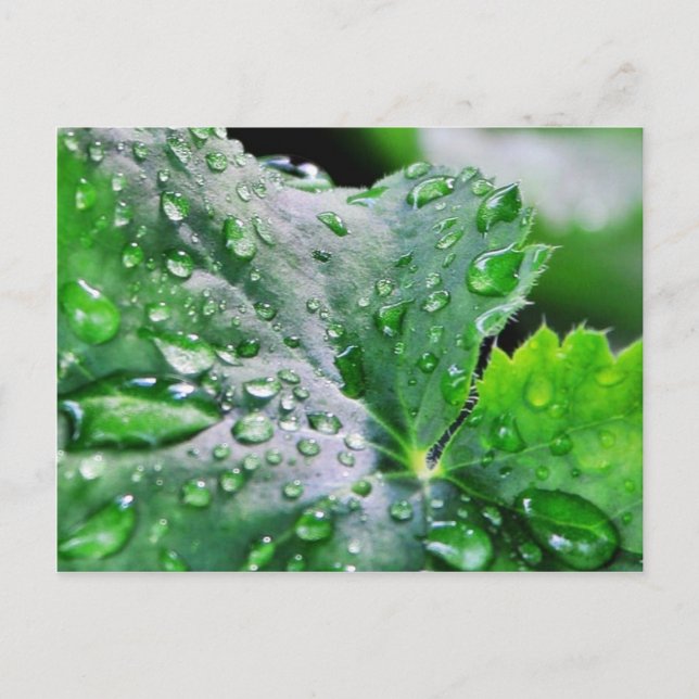 Carte Postale Découpe gouttelettes d'eau (Devant)