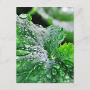 Carte Postale Découpe gouttelettes d'eau