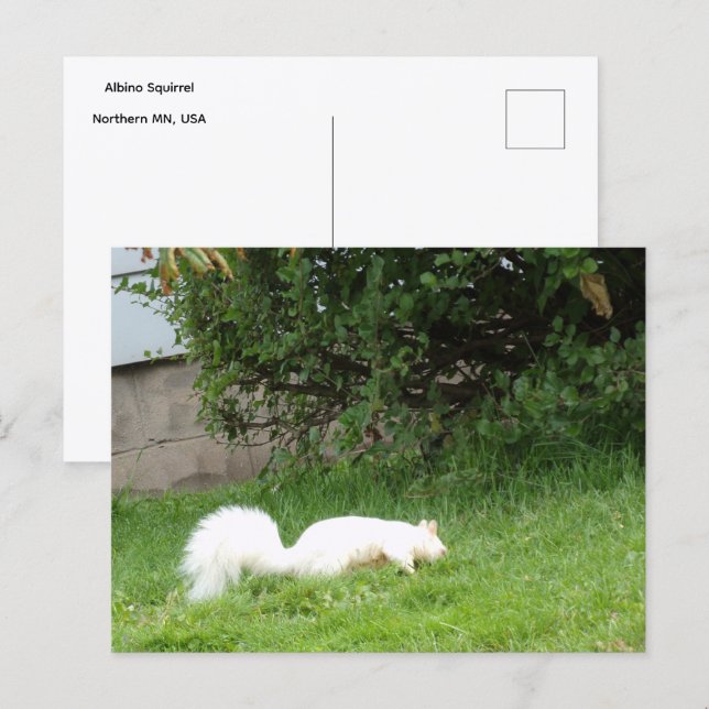 Carte postale d'écureuil albinos (Devant / Derrière)