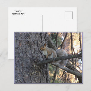 Carte postale d'écureuil dans un arbre