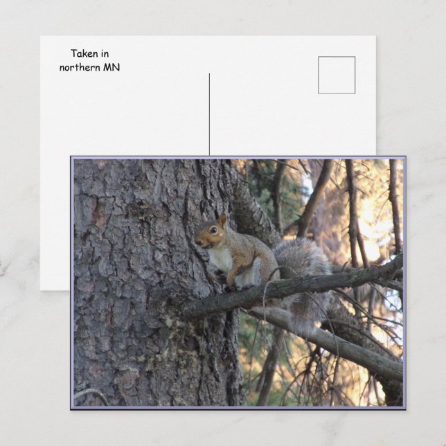 Carte postale d'écureuil dans un arbre (Devant / Derrière)