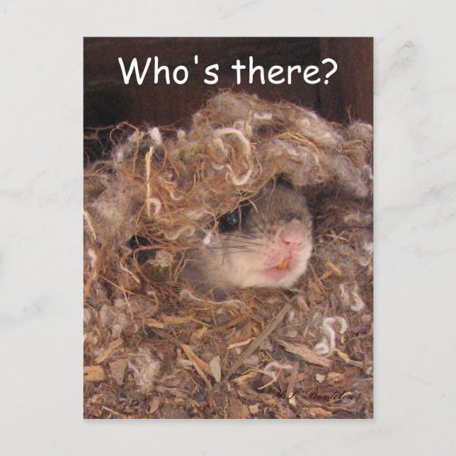 Carte postale d'écureuil volant (Devant)