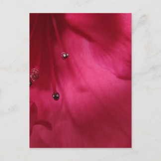 Carte Postale Deep Pink Hibiscus Postcard (vertical)