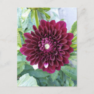 Carte Postale Deep Purple Dahlia