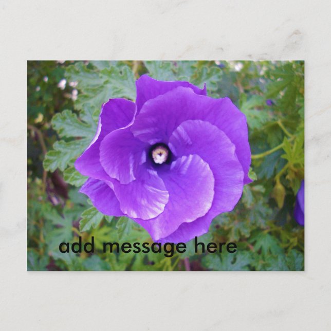 Carte Postale Deep Purple Hibiscus Flower (Devant)