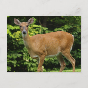 Carte postale Deer
