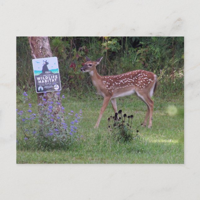 Carte postale Deer (Devant)