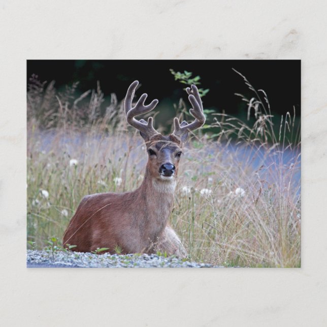 Carte Postale Deer Buck S'allonge (Devant)