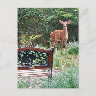 Carte Postale Deer Fawn in Grass Garden Photographie