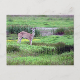 Carte postale Deer in Field