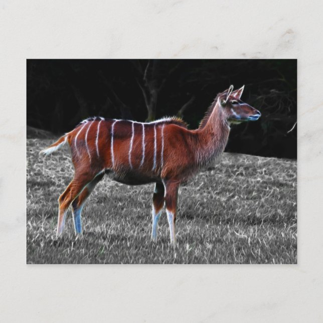 Carte Postale Deer Kudu (Devant)