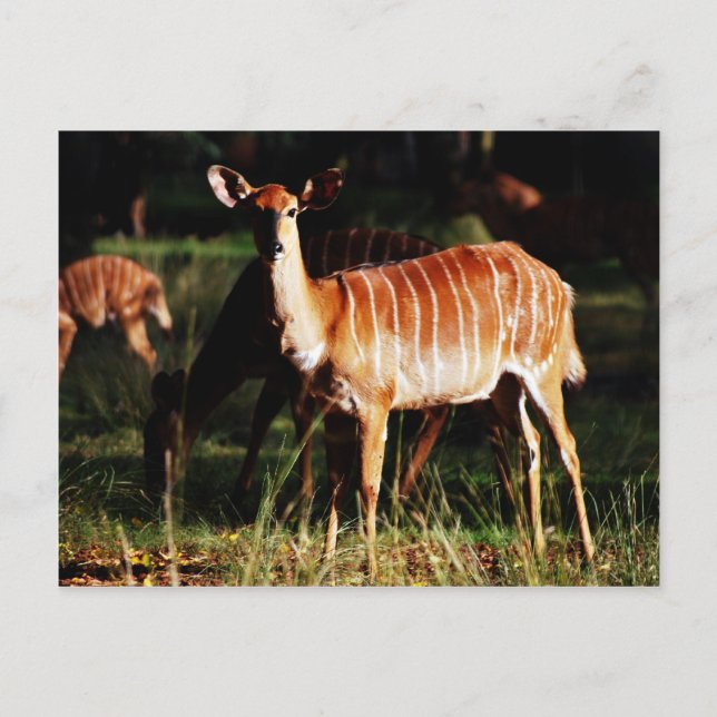 Carte Postale Deer Me Nyala (Devant)