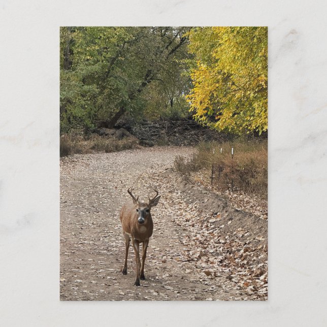 Carte postale Deer Photo (Devant)