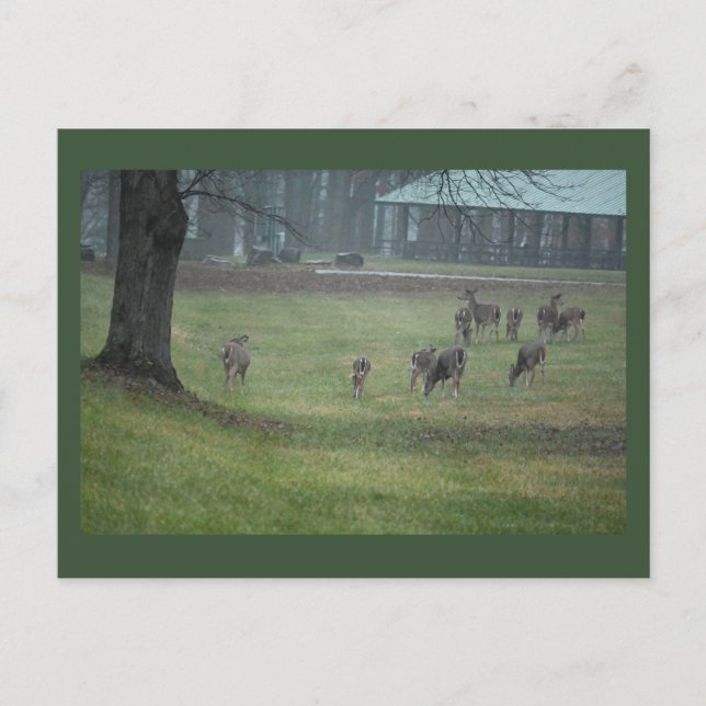 Carte postale Deer Photo (Devant)