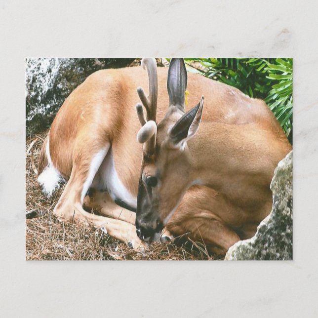 Carte postale Deer Photo (Devant)