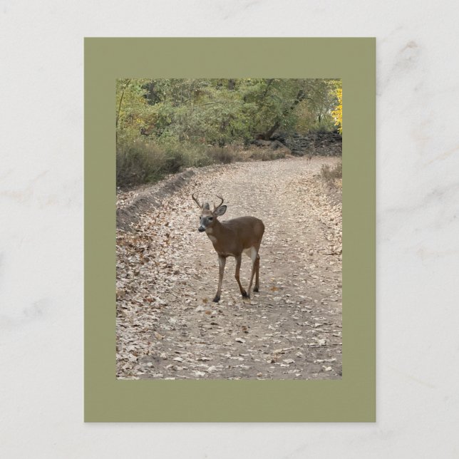 Carte postale Deer Photo (Devant)