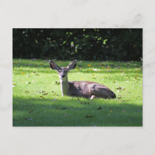 Carte postale Deer Rest Lawn