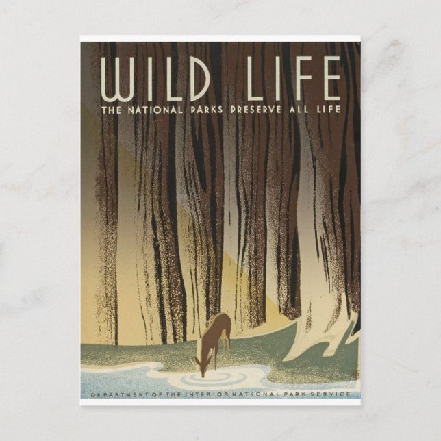 Carte Postale Deer & Stream (Devant)