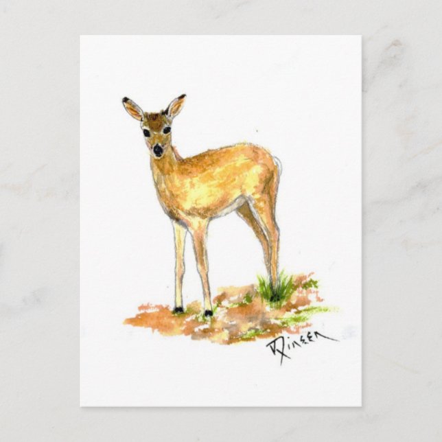 Carte postale Deer Wildlife (Devant)