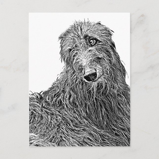 Carte Postale Deerhound écossais Noir et Blanc (Devant)