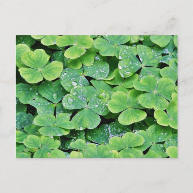 Carte Postale Deerpark Irlande Bouchons de Dew Clover (Devant)