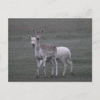 Carte Postale Deers