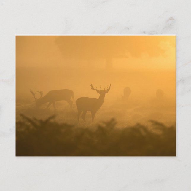 Carte Postale Deers (Devant)