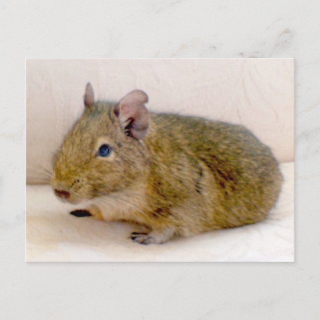 Carte postale Degu (Devant)