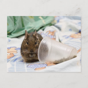 Carte Postale Degu Gnawing her Food on the Bed