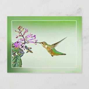 Carte Postale Déjeuner aux colibris
