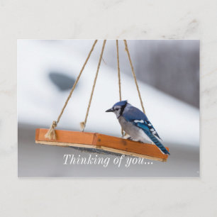 Carte Postale Déjeuner Blue Jay