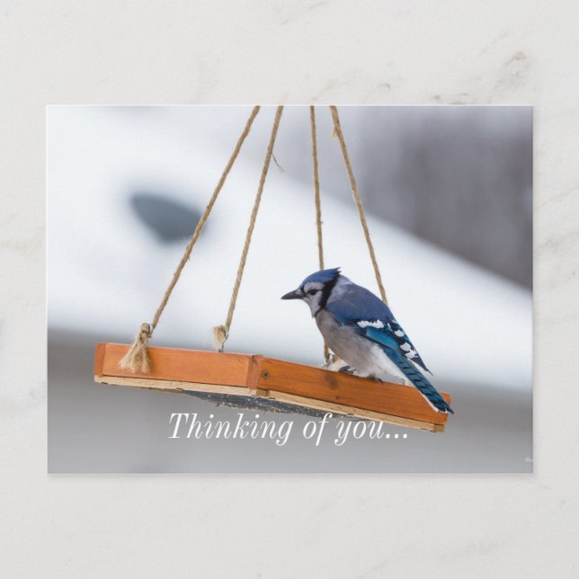 Carte Postale Déjeuner Blue Jay (Devant)