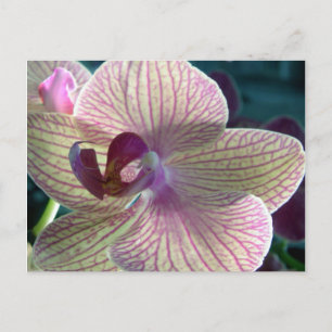 Carte postale Del-Ray Orchid