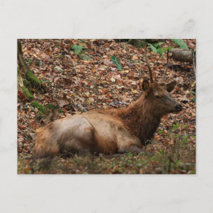 Carte postale d'élan