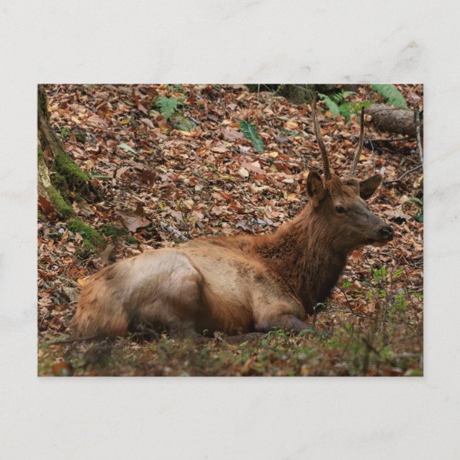 Carte postale d'élan (Devant)