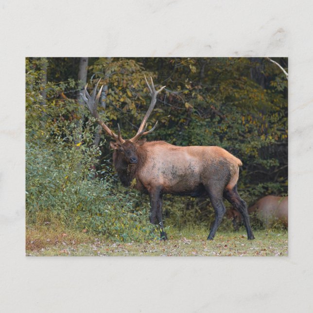 Carte postale d'élan (Devant)