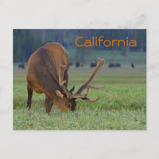 carte postale d'élan de Californie (Devant)