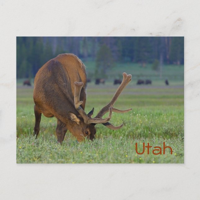 Carte postale d'élan de l'Utah (Devant)