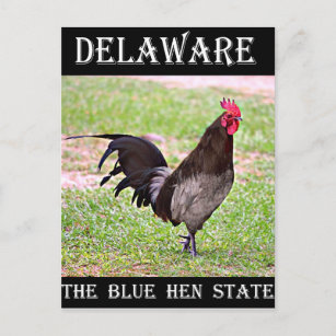 Carte Postale Delaware Blue Hen (Coq)