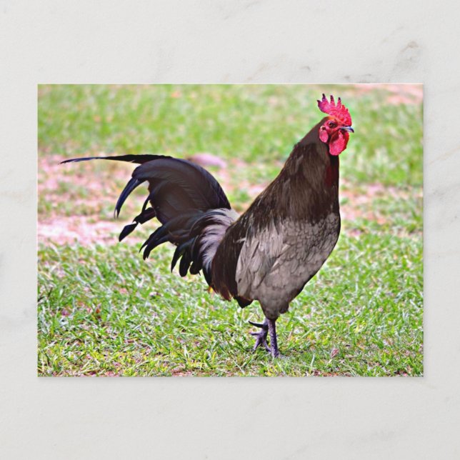 Carte Postale Delaware Blue Hen (Coq) (Devant)