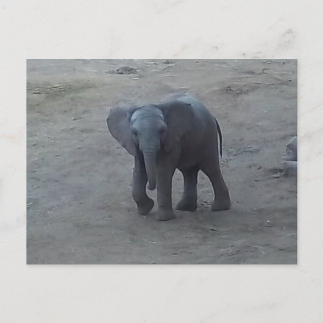 Carte postale d'éléphant de bébé - par la savane (Devant)